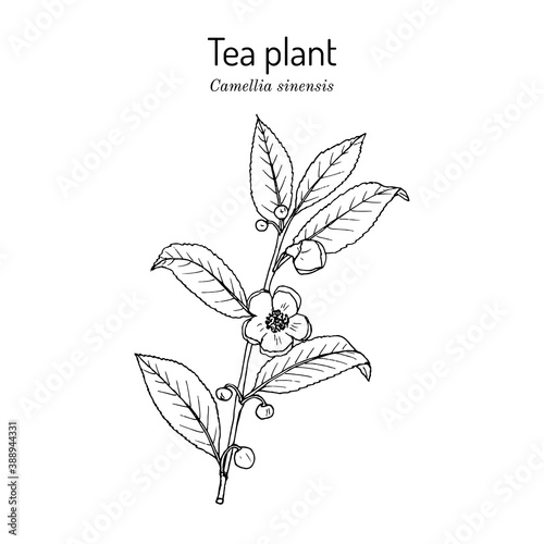 Tea plant Camellia sinensis . Vector illustration