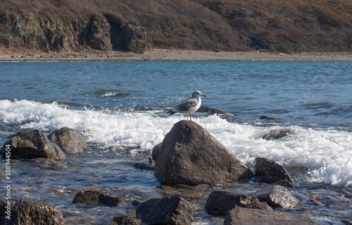 A seagull sitting on a Rock at the seaside photo