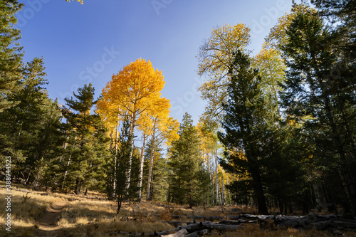 Beautiful fall color around the famous Arizona Snowbowl photo