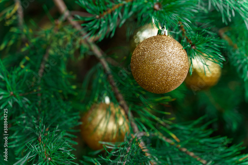 Background. Christmas. Green Christmas tree with transparent glass yellow gold balls and decorations.