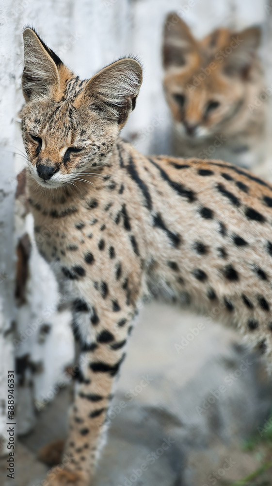Obraz premium Leptailurus serval. A portrait of a serval sitting in the green grass. Wild cat native to Africa. Black dotted beige brown big wild cat. Blurry background