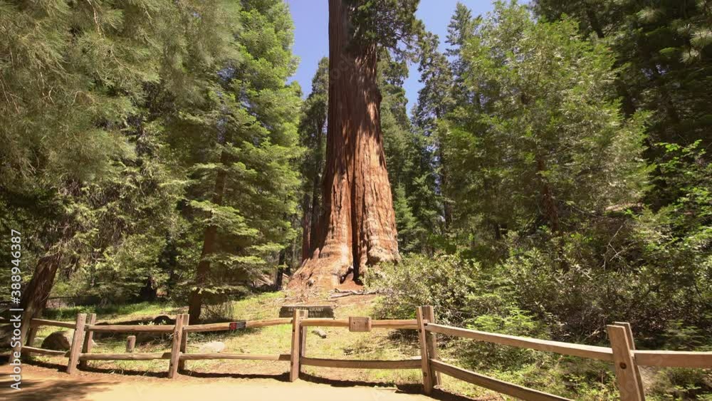 General Grant Tree In Sequoia And Kings Canyon National Park 3