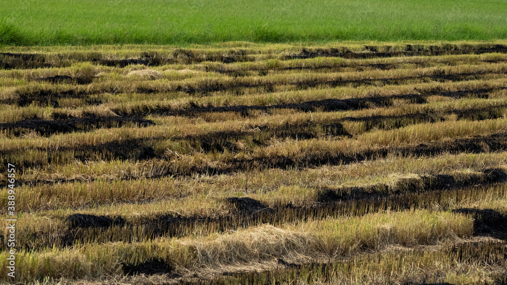 Burning rice stubble in the rice fields after harvesting.