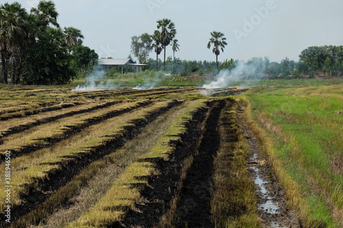 Burning rice stubble in the rice fields after harvesting.