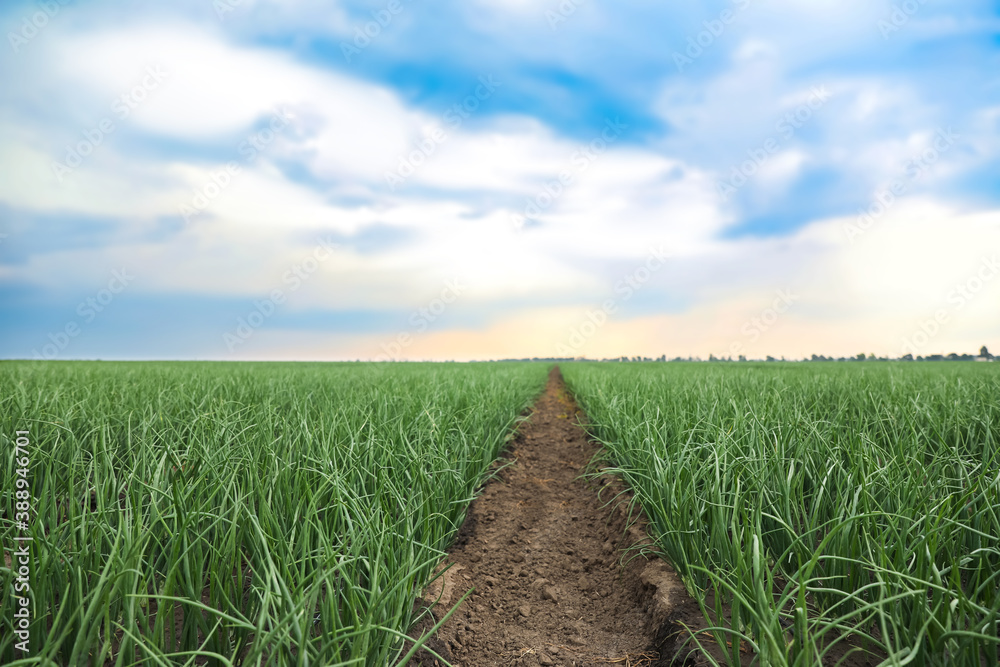 Rows of green onion in agricultural field