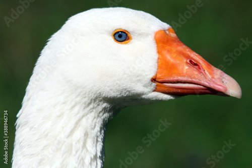 Domestic goose  Anser domesticus  Oie domestique