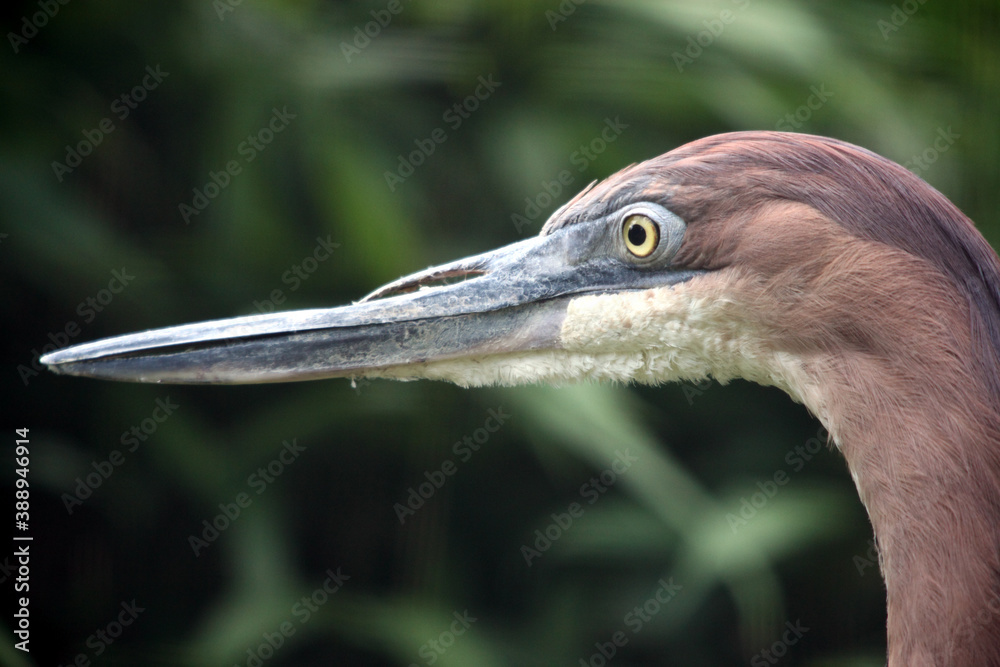 Goliath heron (Ardea goliath) Héron goliath Goliath heron (Ardea goliath) Héron goliath