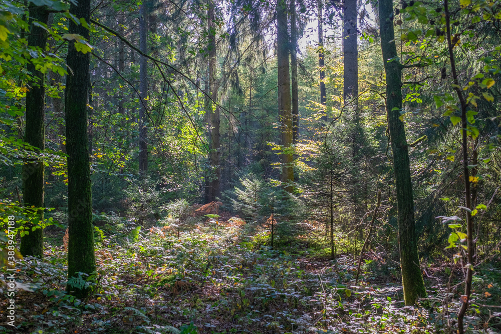 Obraz premium autumn in the forest with beautiful sunlight 