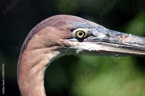 Goliath heron  Ardea goliath  H  ron goliath