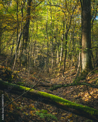 Kolorowy jesienny las