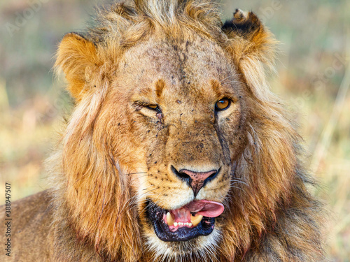 Close up of a lion male who lickes his mouth