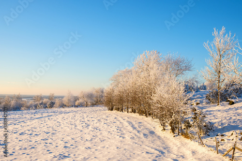 Hoarfrost and snow on the trees by a field in the winter landscape