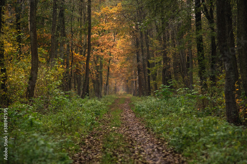 Ścieżka w lesie w Polsce © af-mar