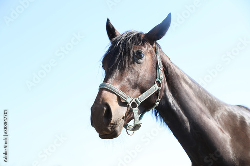 Dark bay horse outdoors on sunny day. Beautiful pet