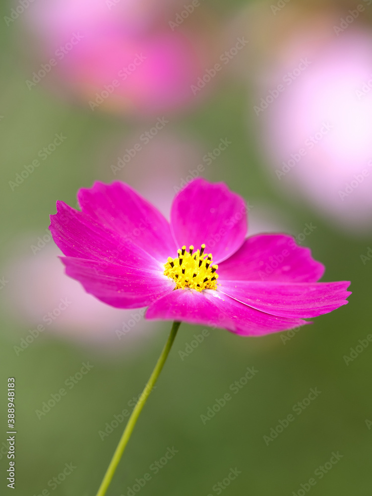 Fototapeta premium コスモスの花