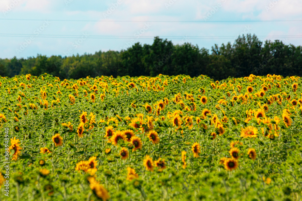 Bright vivid sunflowers in the field