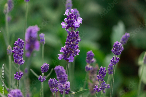 lavender flowers - close-up. A bouquet of fragrant flowers in lavender fields in French Provence near Valensole