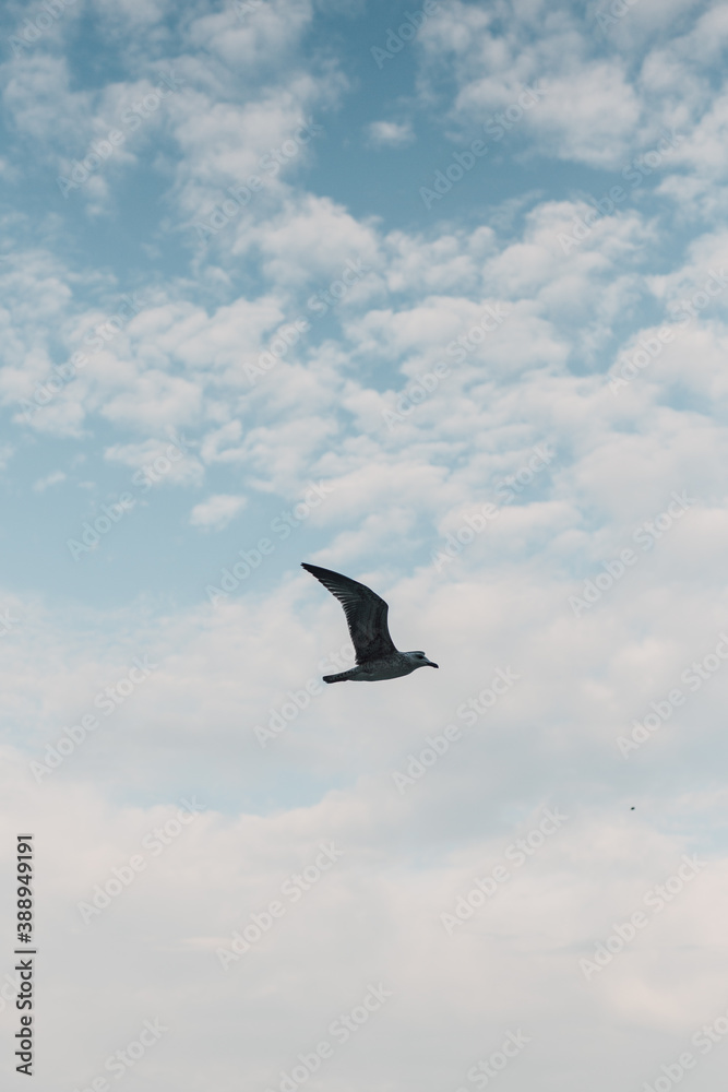Fototapeta premium Bird flying over a blue sky with white clouds. Seagull in flight. Freedom, or calmness concept. Beautiful nature minimal background.