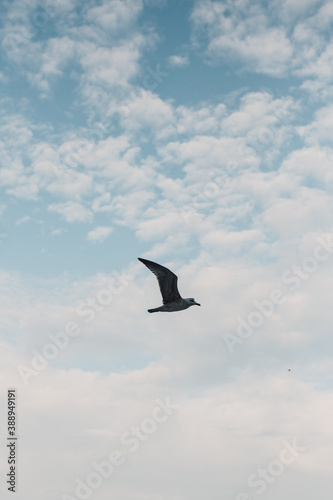 Bird flying over a blue sky with white clouds. Seagull in flight. Freedom, or calmness concept. Beautiful nature minimal background.
