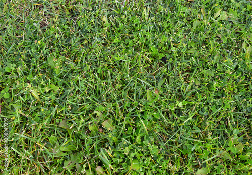 background lawn of mown green grass