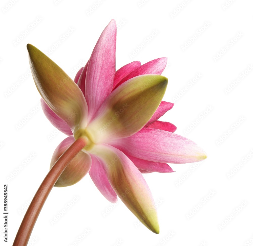 Beautiful blooming pink lotus flower isolated on white