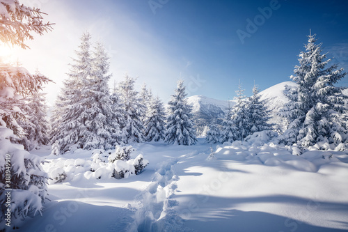 Frosty day in snowy coniferous forest. Christmas holiday concept.
