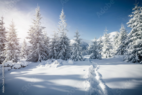 Frosty day in snowy coniferous forest. Christmas holiday concept. © Leonid Tit