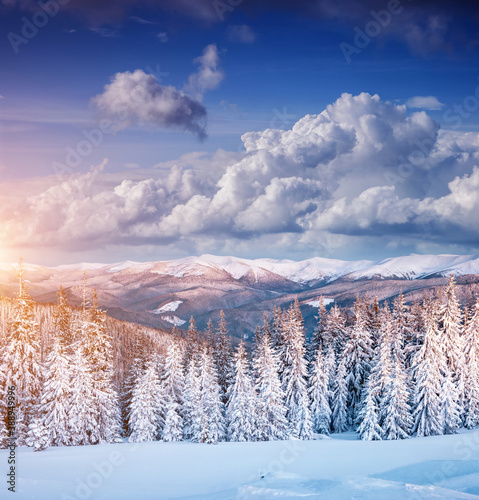 Frosty day in snowy coniferous forest. Incredible wintry wallpapers.