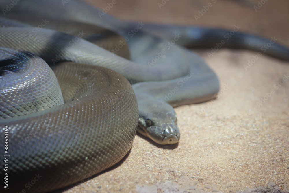Fototapeta premium close up of a snake