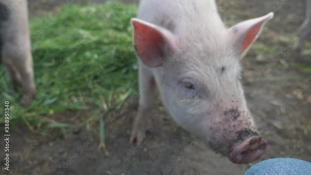 Funny, curious domestic pigs run around in the barnyard, digging manure with their nose, looking for food. Family business, agricultural farm. Funny, curious domestic pigs run around in the barnyard, digging manure with their nose, looking for food. Family business, agricultural farm.