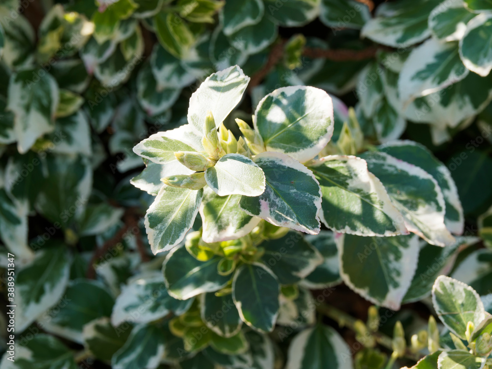 (Euonymus fortunei) Fusain de Fortune ou persistant au feuillage