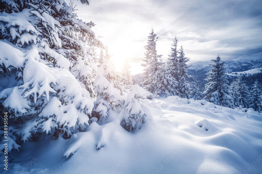 Fototapeta premium Attractive image of spruces covered in snow.