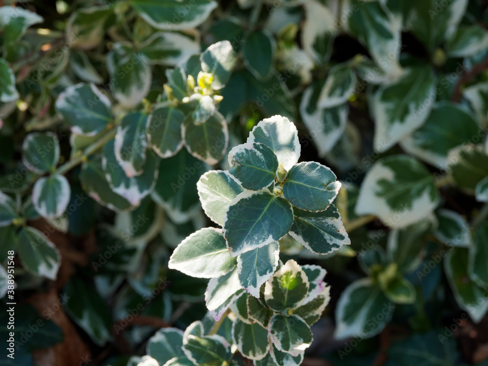 (Euonymus fortunei) Fusain de Fortune ou fusain persistant arbuste ornemental au feuillage