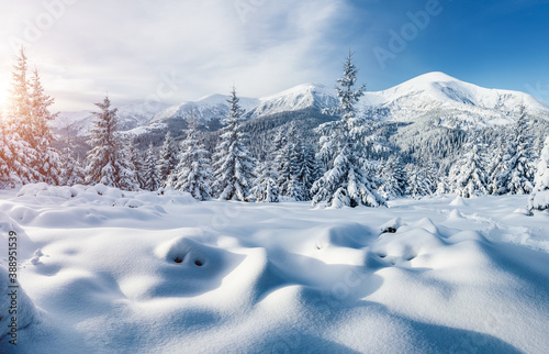Attractive image of spruces covered in snow.