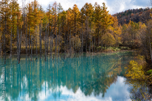 10月終盤の美瑛青い池の紅葉