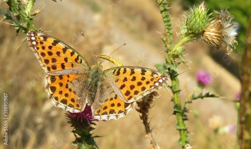 Beautiful Silver-washed fritillary butterfly (Argynnis paphia) on thistle flower in the meadow photo