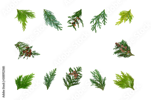 Cedar cypress leaf collection forming an abstract border on white background. Top view, flat lay, copy space.