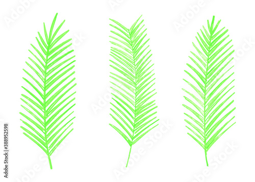 Green watercolor palm leaves. Set of 3 watercolor palm leaves. Vector illustration isolated on white background.