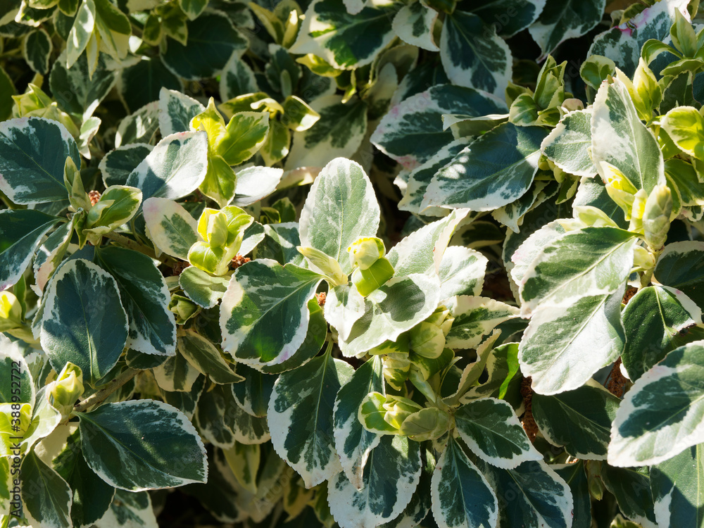 (Euonymus fortunei) Fusain de Fortune ou fusain persistant arbuste ornemental au feuillage