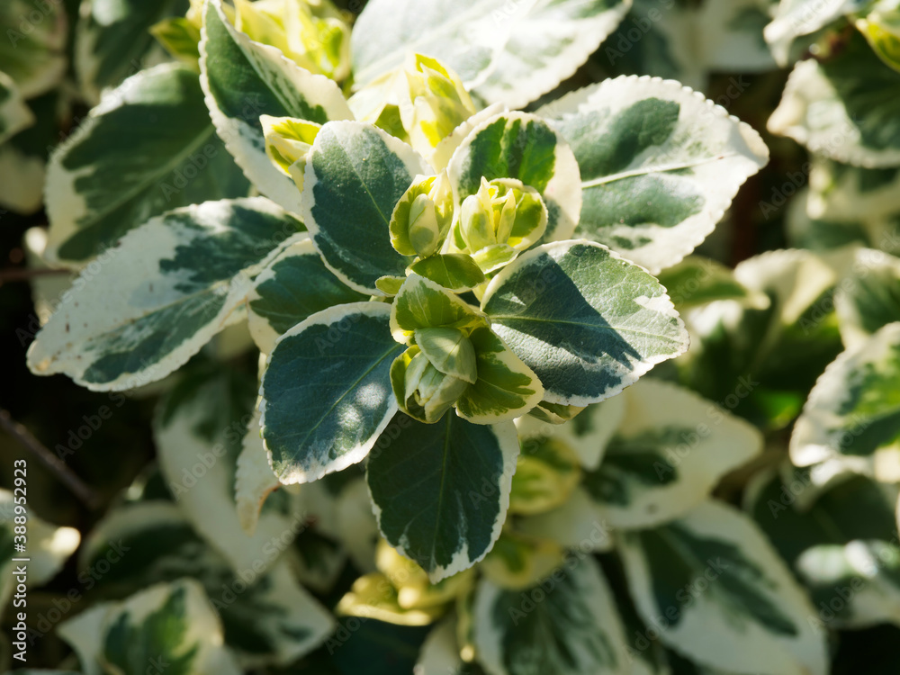 (Euonymus fortunei) Fusain de Fortune ou persistant au feuillage panaché de vert et blanc-crème, teinté de rose en hivers, marge des feuilles finement dentées (Euonymus fortunei) Fusain de Fortune ou persistant au feuillage panaché de vert et blanc-crème, teinté de rose en hivers, marge des feuilles finement dentées