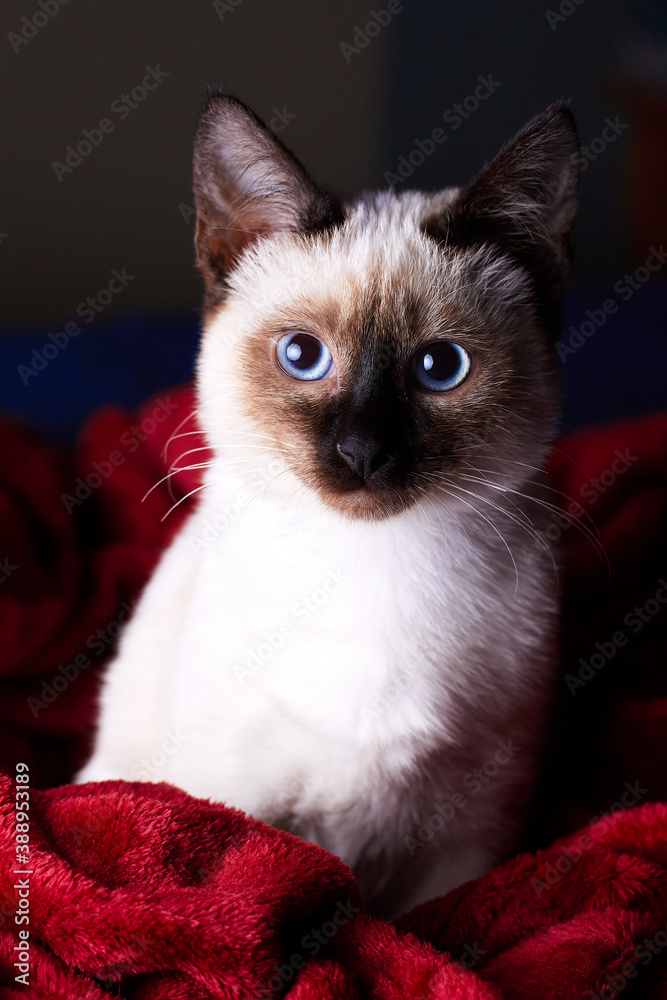 Mekong bobtail kitten with blue eyes playing with a christmas tree
