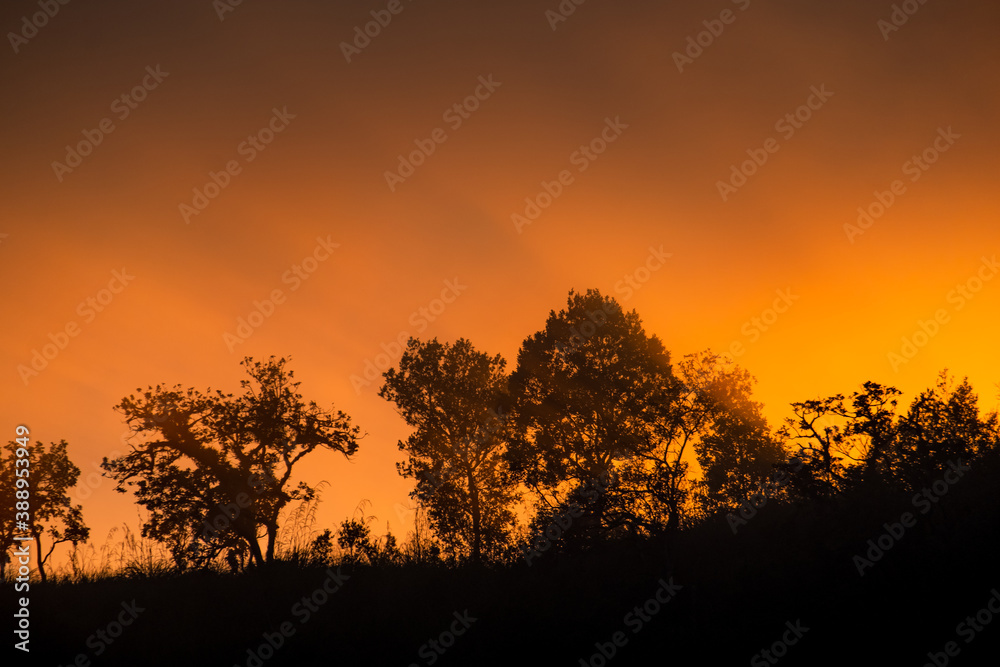 Mountain and Trees and orange sky Silhouette scene
