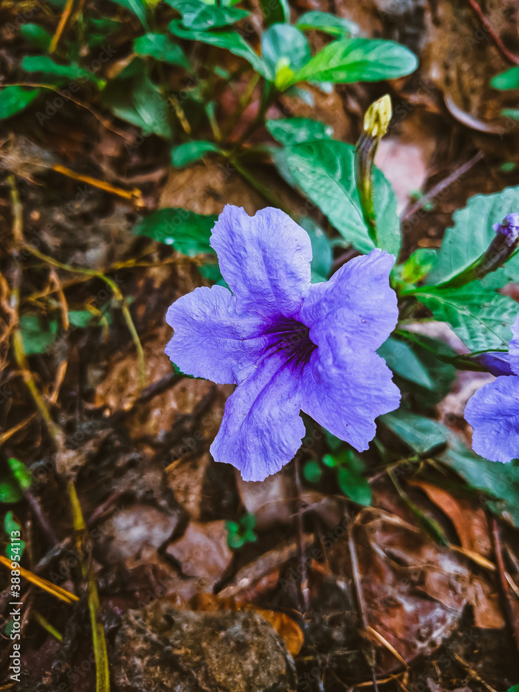flowers in the forest flowers in the forest