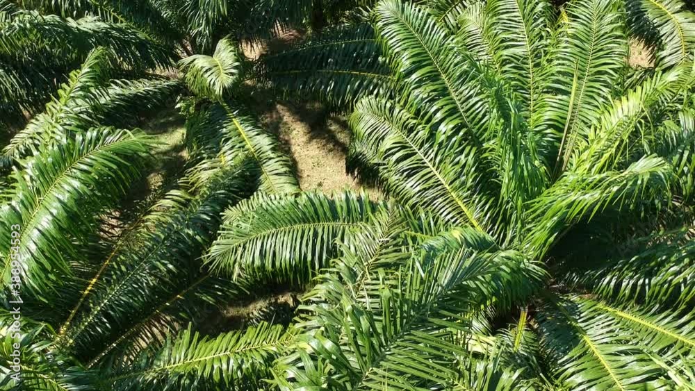 Top view Aerial drone Palm field for oil energy Top view Aerial drone Palm field for oil energy