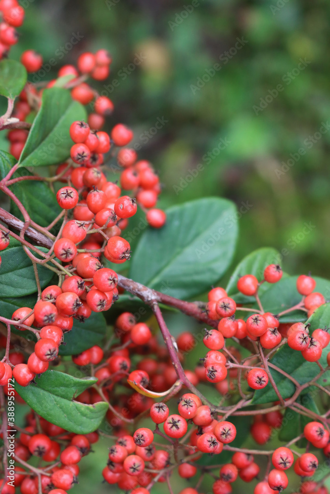 Cotoneaster lacteus bush with manry red berries on branches on autumn season Cotoneaster lacteus bush with manry red berries on branches on autumn season