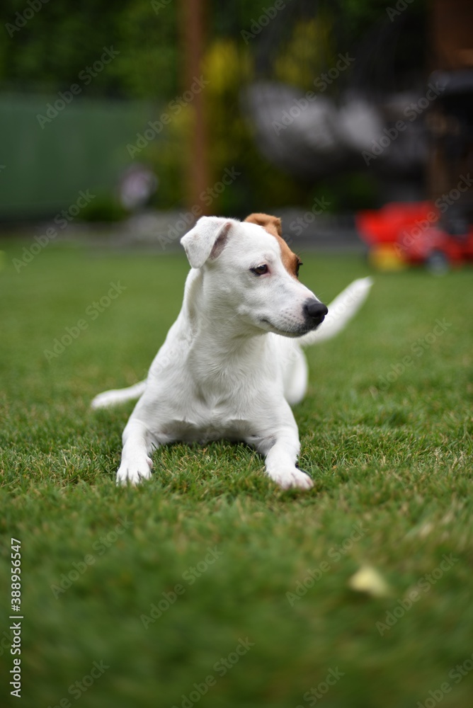 dog jack russel