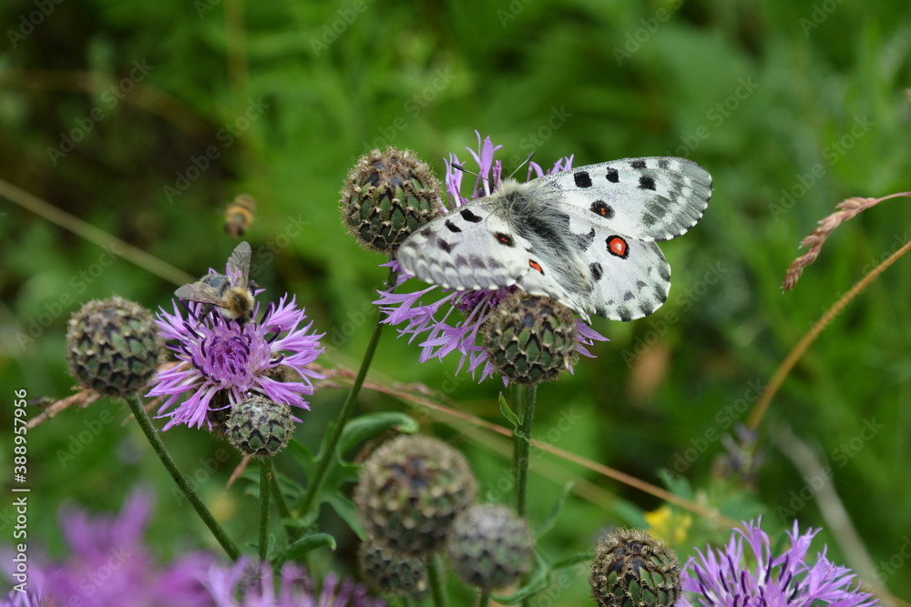 butterfly on a flower butterfly on a flower