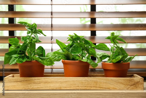 Green basil plants in pots on window sill indoors
