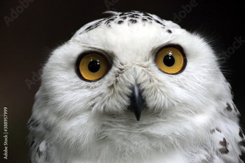 Snow owl (Bubo scandiaca) Chouette des neiges Harfang des neiges © Jessy