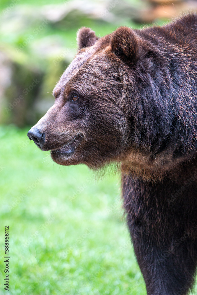 European brown bear (Braunbär) Ursus arctos European brown bear (Braunbär) Ursus arctos